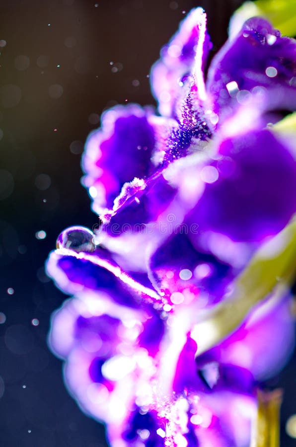 Abstract image of a purple flower with blur and many light points of bokeh. Abstract image of a purple flower with blur and many light points of bokeh