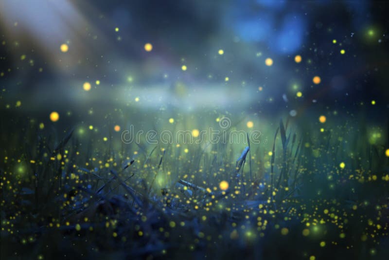 Abstract and magical image of Firefly flying in the night forest. Fairy tale concept. Abstract and magical image of Firefly flying in the night forest. Fairy tale concept