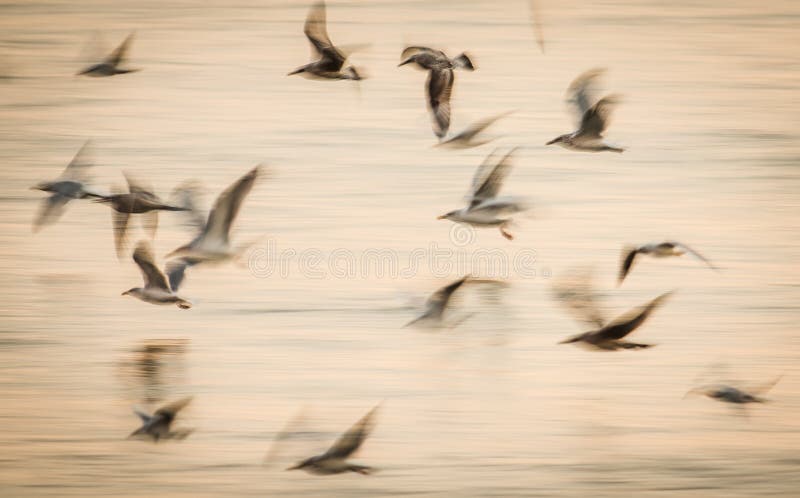 Long exposure abstract birds in flight speed movement over water. Long exposure abstract birds in flight speed movement over water.