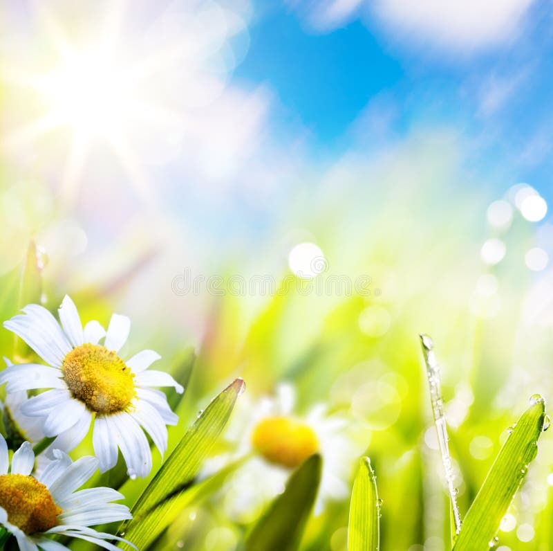 Αφηρημένο λουλούδι ανασκόπησης τέχνης springr στη χλόη στον ουρανό ήλιων στοκ φωτογραφία με δικαίωμα ελεύθερης χρήσης