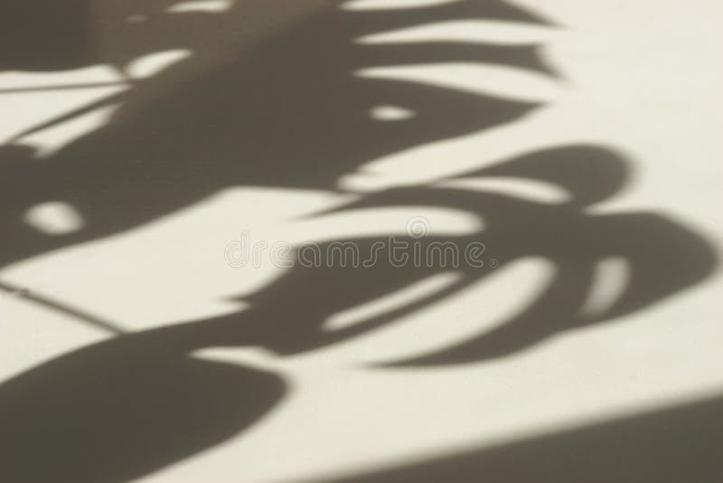 Αφηρημένο υπόβαθρο των φύλλων monstera σκιών σε έναν άσπρο τοίχο στοκ φωτογραφίες