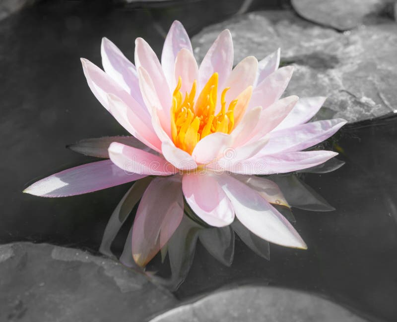Αφηρημένο όμορφο ροζ waterlily ή λουλούδι λωτού στο Μαύρο και το W στοκ φωτογραφίες Αφηρημένο όμορφο ροζ waterlily ή λουλούδι λωτού στο Μαύρο και το W στοκ φωτογραφίες