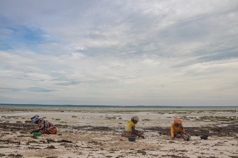 African woman from Mozambique at the shore of Indian Ocean, collecting colorful stones and shells during low tide, local business. African woman from Mozambique at the shore of Indian Ocean, collecting colorful stones and shells during low tide, local business