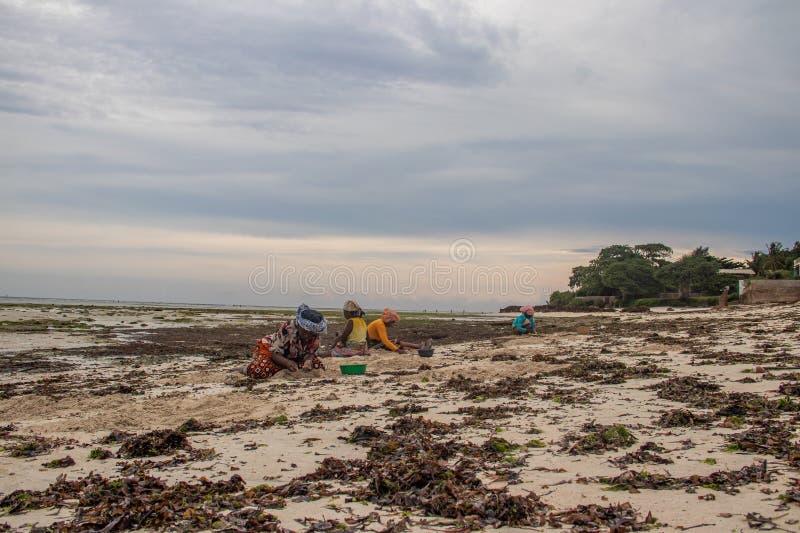 African woman from Mozambique at the shore of Indian Ocean, collecting colorful stones and shells during low tide, local business. African woman from Mozambique at the shore of Indian Ocean, collecting colorful stones and shells during low tide, local business