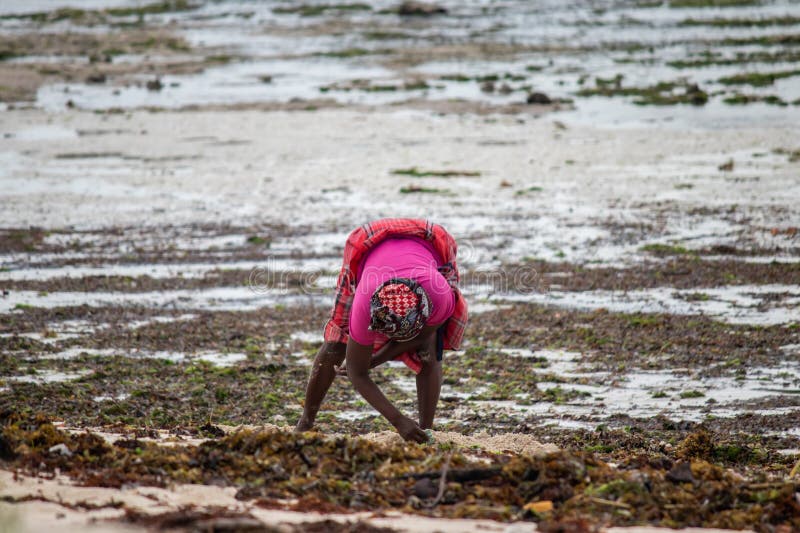 African woman from Mozambique at the shore of Indian Ocean, collecting colorful stones and shells during low tide, local business. African woman from Mozambique at the shore of Indian Ocean, collecting colorful stones and shells during low tide, local business