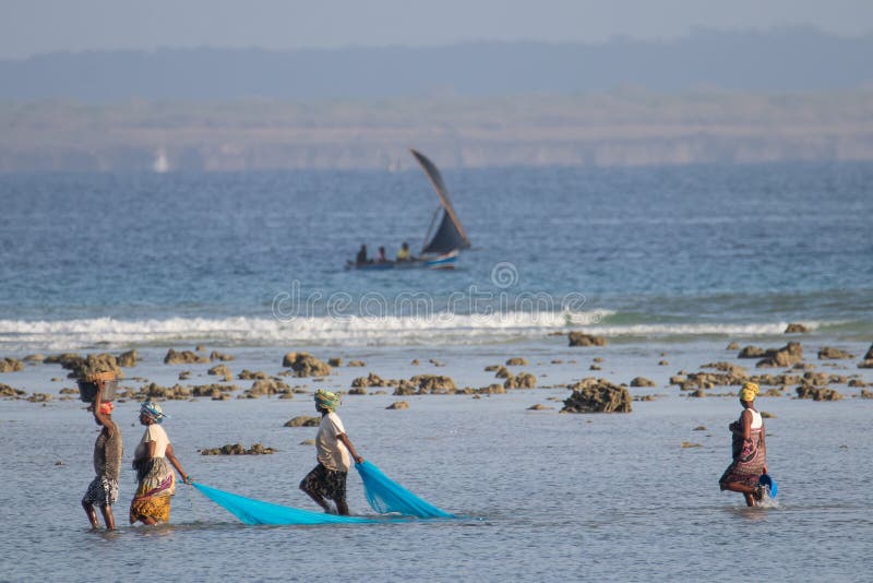 African woman fishing during low tide, traditional way by net for fishing. Harvesting crabs, shells, octopus and other sea food at Indian Ocean. African woman fishing during low tide, traditional way by net for fishing. Harvesting crabs, shells, octopus and other sea food at Indian Ocean