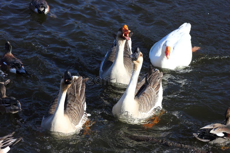 Αφρικανικές χήνες στοκ εικόνα με δικαίωμα ελεύθερης χρήσης