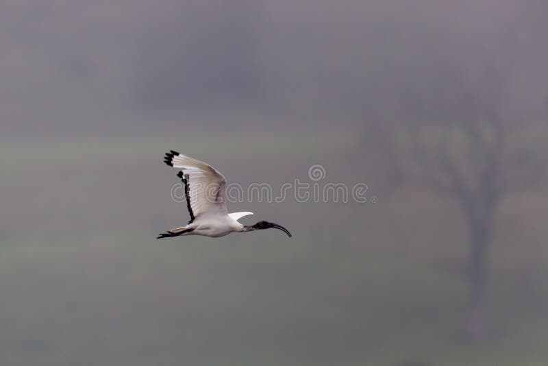 Αφρικανική ιερή θρεσκιόρνιθα (aethiopicus Threskiornis) στοκ εικόνα με δικαίωμα ελεύθερης χρήσης Αφρικανική ιερή θρεσκιόρνιθα (aethiopicus Threskiornis) στοκ εικόνα με δικαίωμα ελεύθερης χρήσης