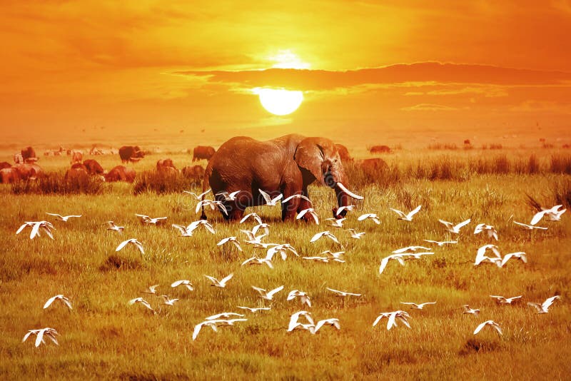 African elephant and birds at sunset. Africa. Tanzania. African elephant and birds at sunset. Africa. Tanzania.