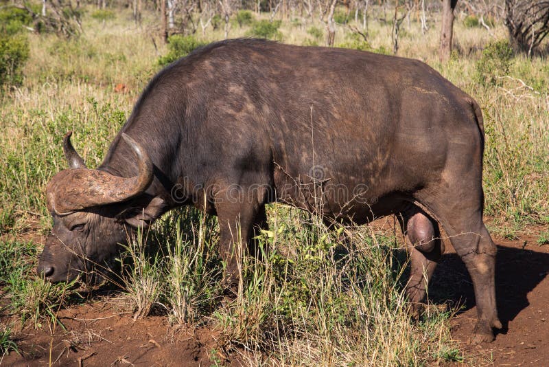 Αφρικανικό Buffalo στην ανατολική Νότια Αφρική στοκ εικόνες Αφρικανικό Buffalo στην ανατολική Νότια Αφρική στοκ εικόνες