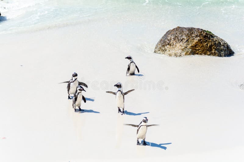 Αφρικανικό Penguins στην πόλη Simons, Νότια Αφρική στοκ φωτογραφία Αφρικανικό Penguins στην πόλη Simons, Νότια Αφρική στοκ φωτογραφία
