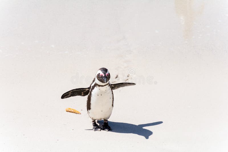 Αφρικανικό Penguins στην πόλη Simons, Νότια Αφρική στοκ φωτογραφίες Αφρικανικό Penguins στην πόλη Simons, Νότια Αφρική στοκ φωτογραφίες