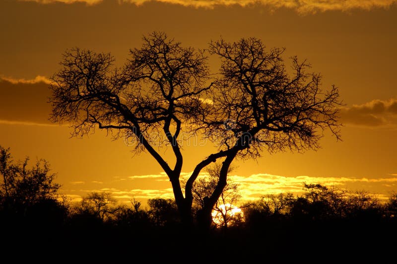 Sunset with tree sillouette. Sunset with tree sillouette