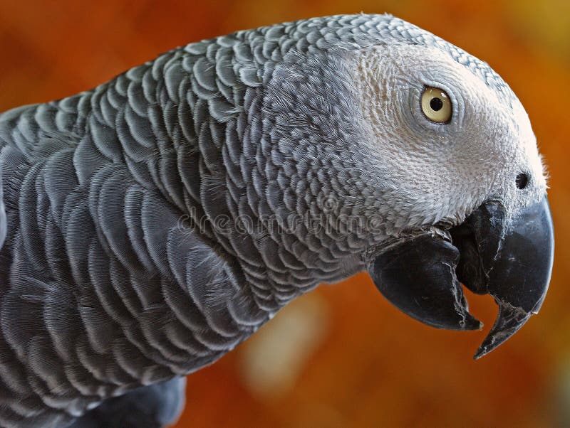 The African Grey Parrot (Psittacus erithacus) is a medium-sized parrot of the genus Psittacus, endemic to primary and secondary rainforest of West and Central Africa, and is one of the most intelligent birds. They feed primarily on nuts and fruits, supplemented by leafy matter. The African Grey Parrot (Psittacus erithacus) is a medium-sized parrot of the genus Psittacus, endemic to primary and secondary rainforest of West and Central Africa, and is one of the most intelligent birds. They feed primarily on nuts and fruits, supplemented by leafy matter.