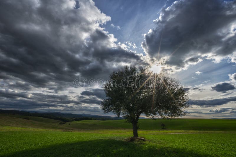 Solitaire pear tree, sun and sky with clouds during summer, Slovakia, Europe. Solitaire pear tree, sun and sky with clouds during summer, Slovakia, Europe.