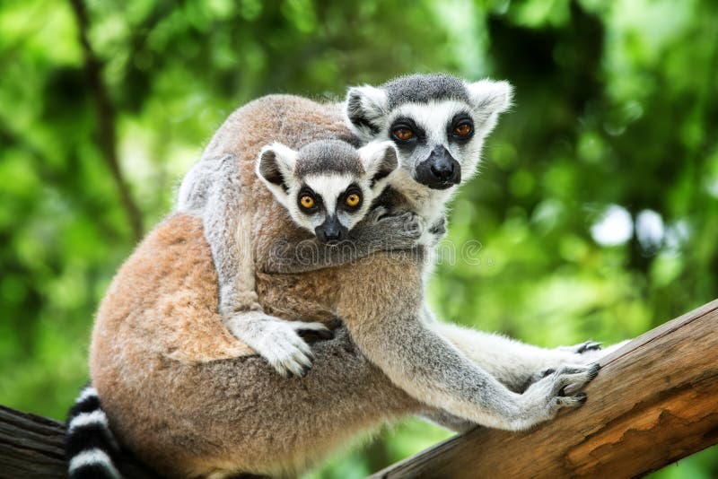 Close-up of a ring-tailed lemur with her cute babies (Lemur catta). Close-up of a ring-tailed lemur with her cute babies (Lemur catta)