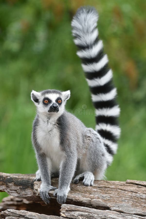 Ring-tailed lemur on the tree. Ring-tailed lemur on the tree