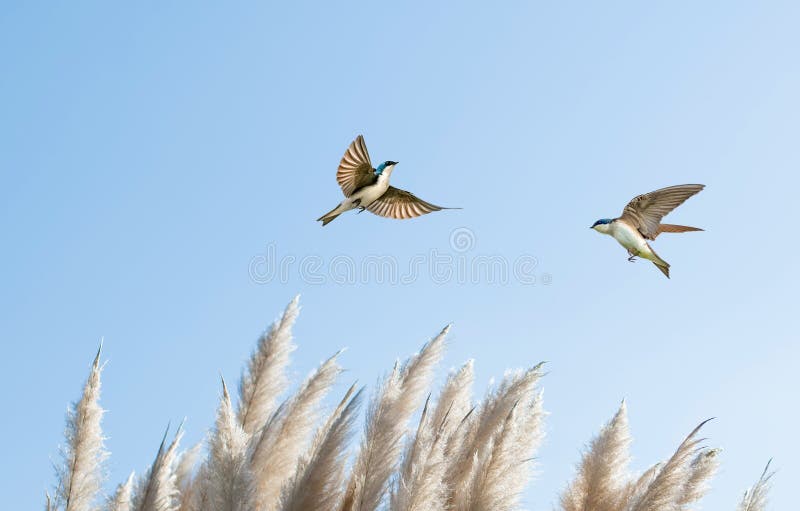 Two Barn Swallow over Blue Sky Background. Two Barn Swallow over Blue Sky Background