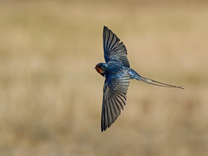 Barn swallow in its habitat in Denmark. Barn swallow in its habitat in Denmark