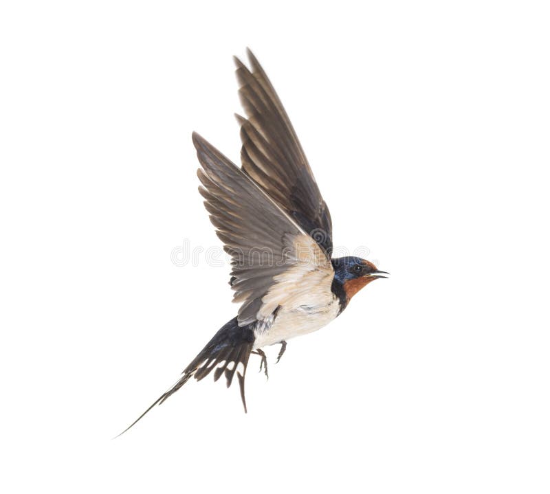 Barn Swallow Flying wings spread, bird, Hirundo rustica, flying against white background. Barn Swallow Flying wings spread, bird, Hirundo rustica, flying against white background