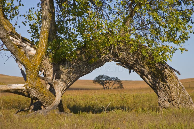 This large Kansas Cottonwood tree, bent over to the ground by a possible traveler pointing a direction many years ago, seems to embrace another tree next to it while at the same time creates a natural arch over the tree behind it in the distance. This large Kansas Cottonwood tree, bent over to the ground by a possible traveler pointing a direction many years ago, seems to embrace another tree next to it while at the same time creates a natural arch over the tree behind it in the distance.