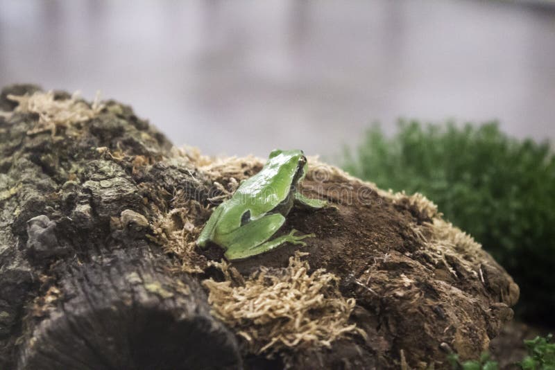 Βάτραχος στο terrarium στοκ εικόνα Βάτραχος στο terrarium στοκ εικόνα