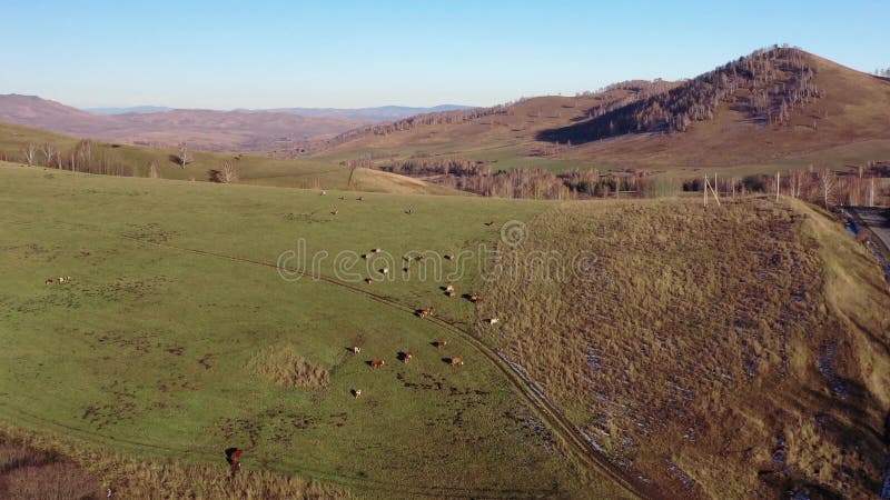 βίντεο από drone που πετάει πάνω από το δρόμο και κοπάδι αγελάδων