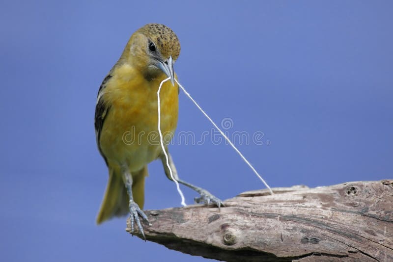 Βαλτιμόρη Oriole (galbula Icterus) στοκ φωτογραφία Βαλτιμόρη Oriole (galbula Icterus) στοκ φωτογραφία