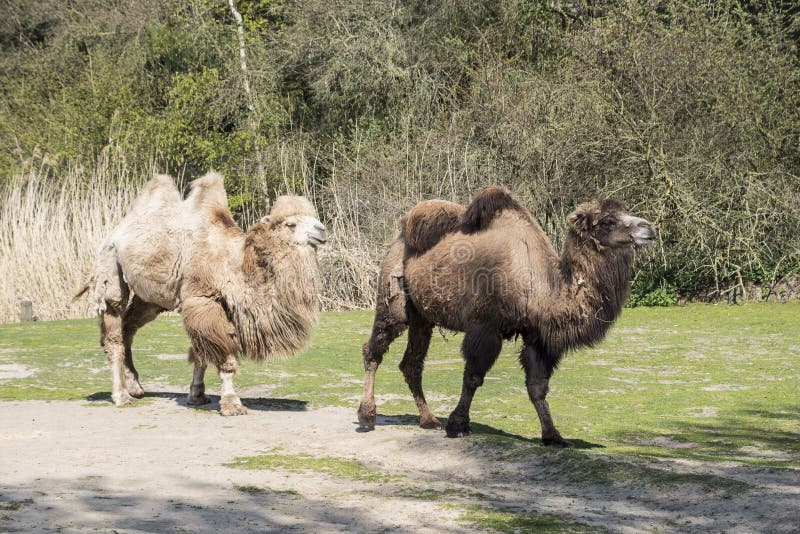 Βακτριανικές καμήλες, το Camelus bactrianus είναι ένα μεγάλο, ομοιόμορφο ογκίδιο με τις στέπες της Κεντρικής Ασίας