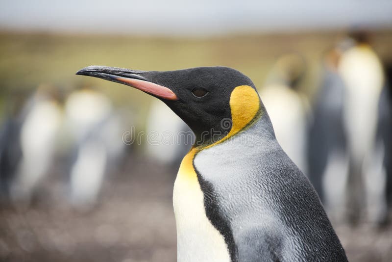 Βασιλιάς Penguin στο εθελοντικό σημείο στοκ εικόνες Βασιλιάς Penguin στο εθελοντικό σημείο στοκ εικόνες