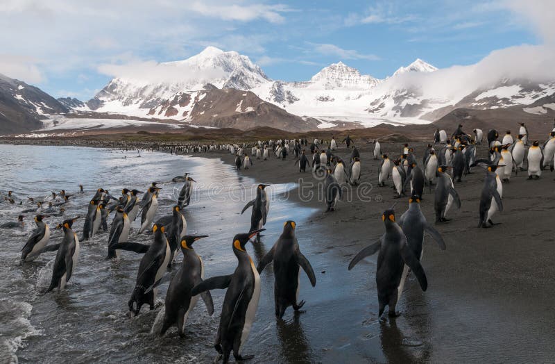 Βασιλιάς Penguins στην παραλία, κόλπος του ST Andrews, νότια Γεωργία στοκ φωτογραφία με δικαίωμα ελεύθερης χρήσης Βασιλιάς Penguins στην παραλία, κόλπος του ST Andrews, νότια Γεωργία στοκ φωτογραφία με δικαίωμα ελεύθερης χρήσης