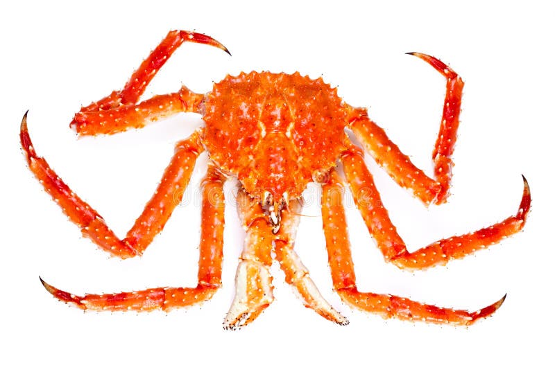 King crab isolated on white background. King crab isolated on white background