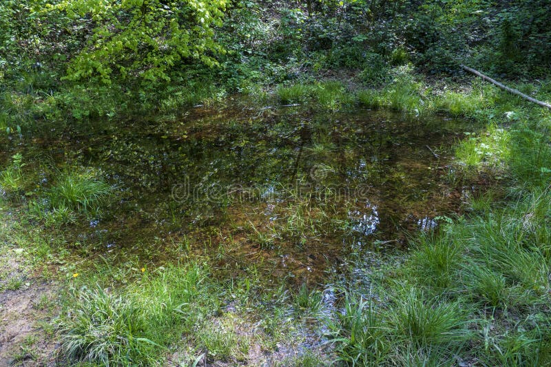 βατραχοπόδαρα στη δασική περιοχή jagdhauser wald badenbaden στοκ φωτογραφίες
