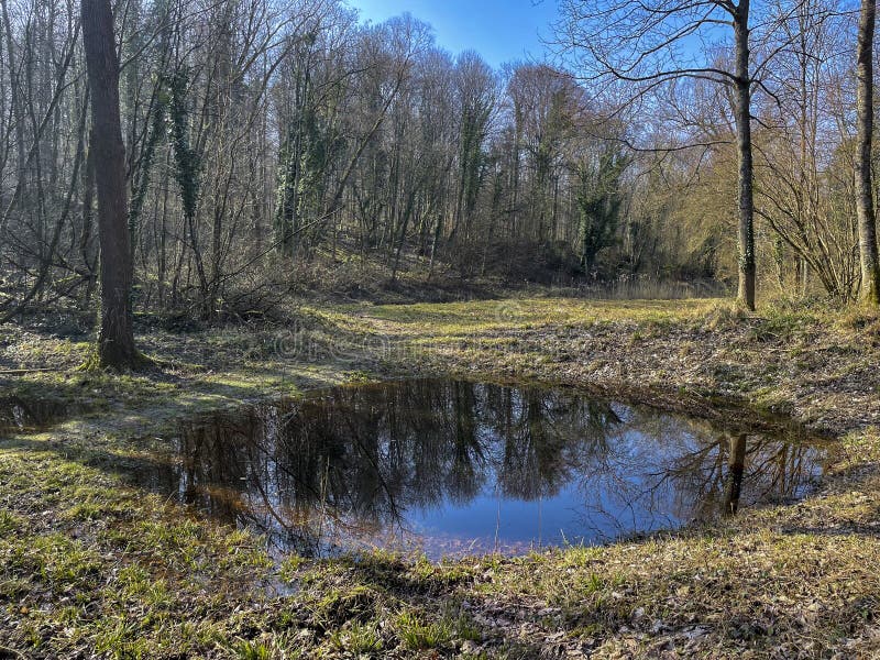 βατραχοπόδαρα στη δασική περιοχή jagdhauser wald στο badenbaden στοκ εικόνες με δικαίωμα ελεύθερης χρήσης