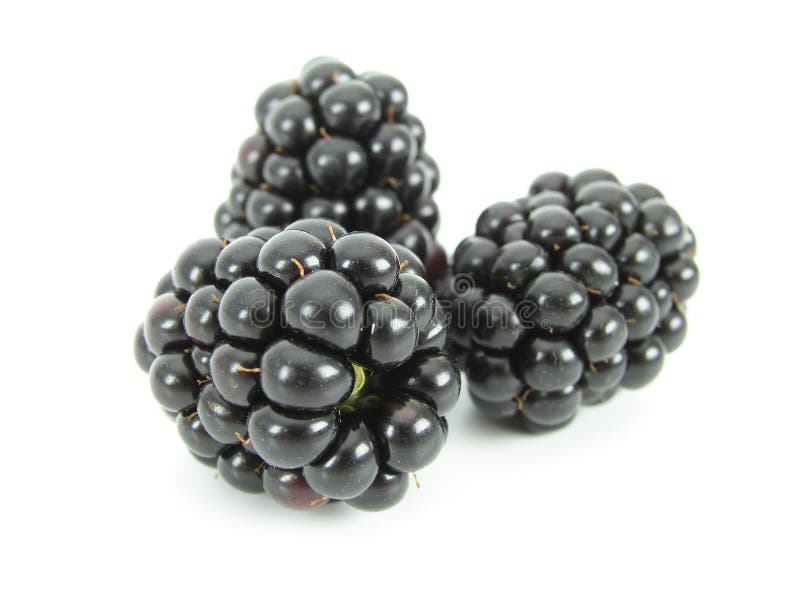 Βατόμουρα στοκ φωτογραφίες