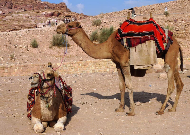 Βεδουίνες καμήλες στη Petra, Ιορδανία. Βεδουίνες καμήλες που στηρίζονται στη Petra, Ιορδανία