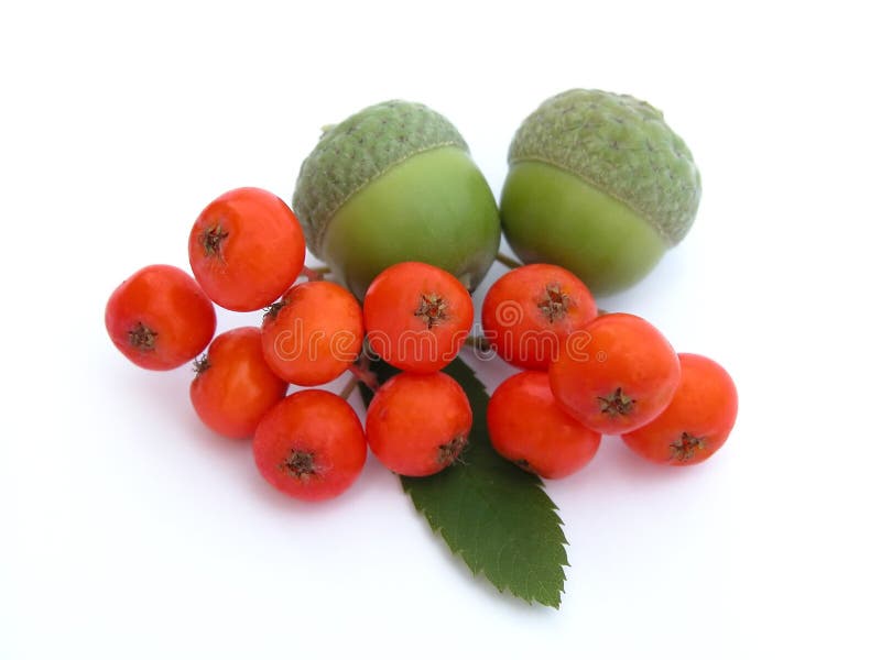 Βελανίδια και ιτιά στοκ φωτογραφία