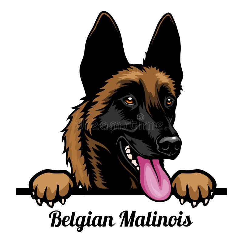 βελγικά malinois color peeking σκυλιά αναπαράγουν κεφαλή προσώπου απομονωμένο σε λευκό διανυσματική απεικόνιση