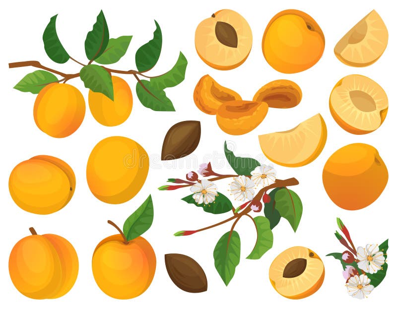 Apricot of fruit vector cartoon set icon. Vector illustration peach on white background. Isolated cartoon set icons apricot of fruit. Apricot of fruit vector cartoon set icon. Vector illustration peach on white background. Isolated cartoon set icons apricot of fruit.