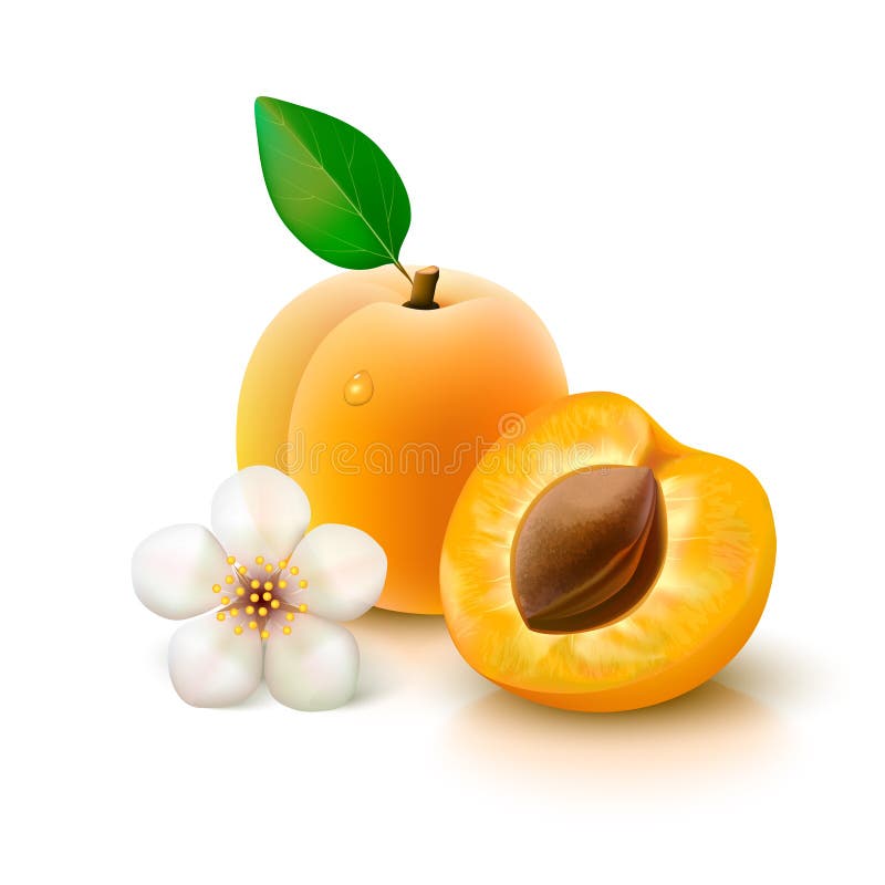 Whole apricot with leaf, slice with pit and flower on white background. Vector illustration. Whole apricot with leaf, slice with pit and flower on white background. Vector illustration.