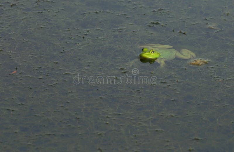 Βεραμάν αμερικανικό bullfrog στοκ εικόνες Βεραμάν αμερικανικό bullfrog στοκ εικόνες