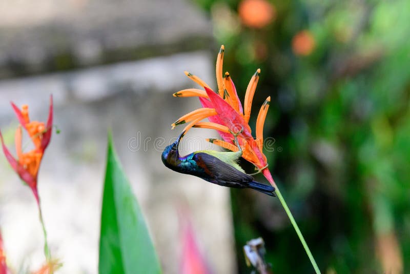 Βιολέτα που υποστηρίζεται sunbird εορτασμός στο νέκταρ στοκ εικόνες Βιολέτα που υποστηρίζεται sunbird εορτασμός στο νέκταρ στοκ εικόνες
