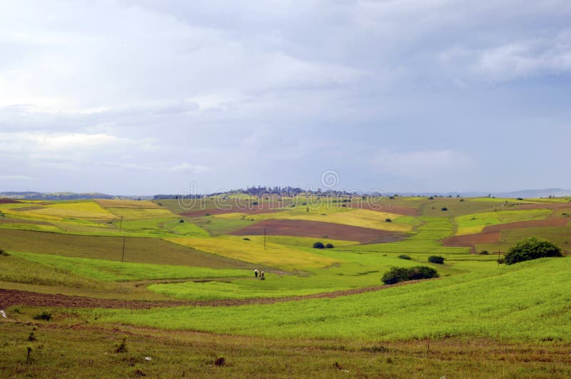Βιρμανία Myanmar ricefield στοκ εικόνες Βιρμανία Myanmar ricefield στοκ εικόνες