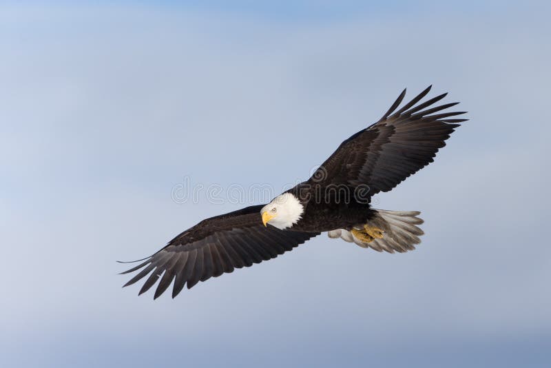 Adult North American Bald Eagle Soaring. Adult North American Bald Eagle Soaring