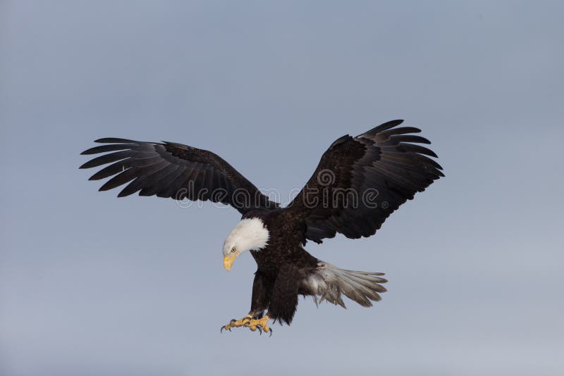 Adult North American Bald Eagle Landing. Adult North American Bald Eagle Landing