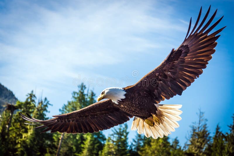 A bald eagle hunts for salmon along a river bank. A bald eagle hunts for salmon along a river bank