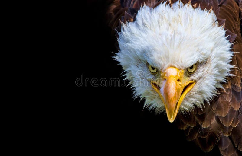 Angry north american bald eagle on black background. Angry north american bald eagle on black background.