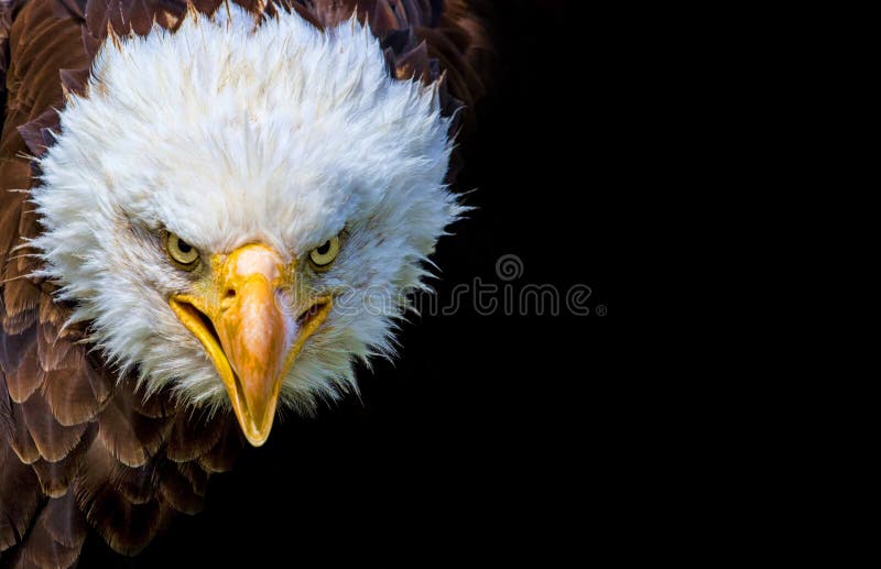 Angry north american bald eagle on black background. Angry north american bald eagle on black background.