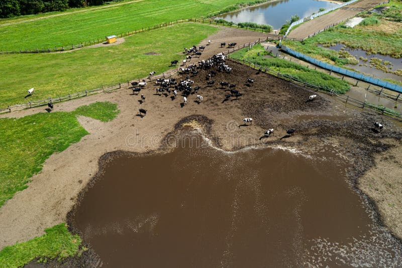 cows graze on a livestock farm top view. cows graze on a livestock farm top view.