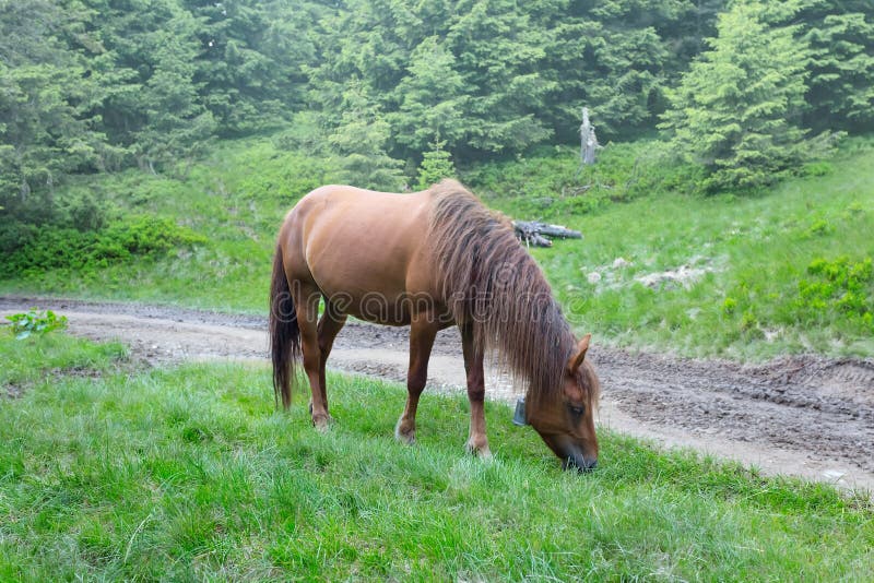 Brown horse graze on a mountain pasture. Brown horse graze on a mountain pasture